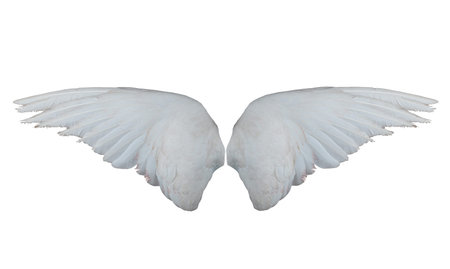 wing