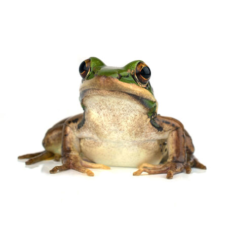 Frog on Whiteの写真素材