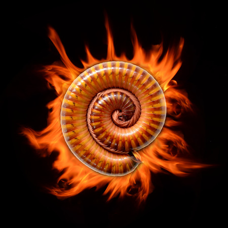 Millipede and fire isolated on black backgroundの写真素材
