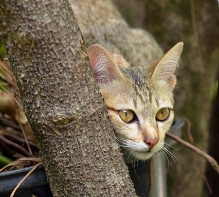 cat Thailandの写真素材