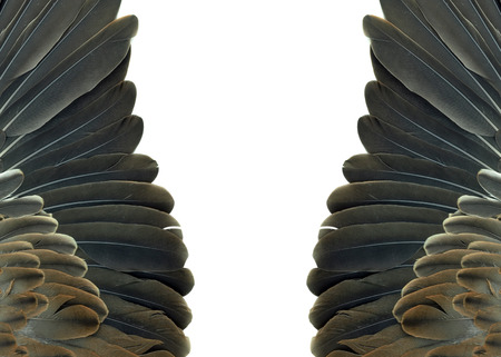 Bird wings isolated on white backgroundの写真素材