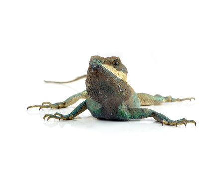 lacerta