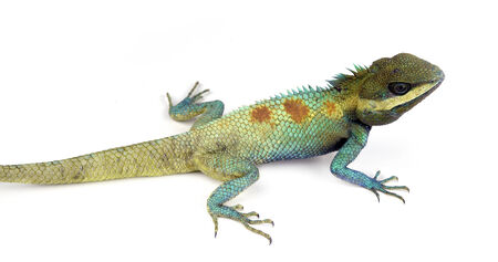 lacertaの写真素材