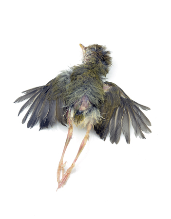 Dead birdsの写真素材