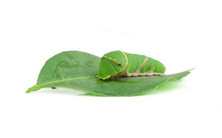 Green wormの写真素材