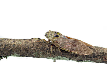 Cicada isolated on white backgroundの写真素材