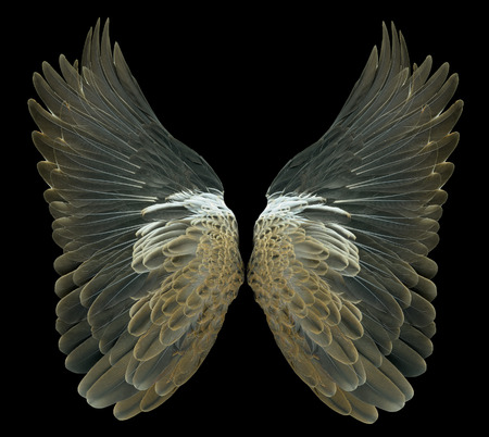 Bird wingsの写真素材