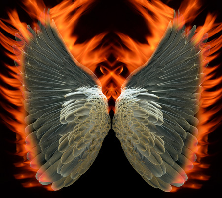 Bird wings a blazeの写真素材