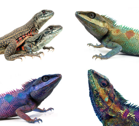 lizard on a white backgroundの写真素材
