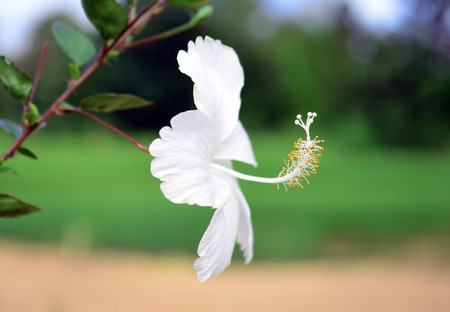 White hibiscus flowerの写真素材
