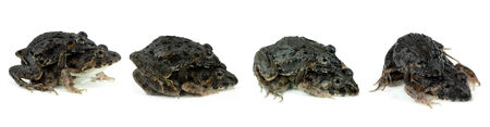 frogs mating on a white backgroundの写真素材