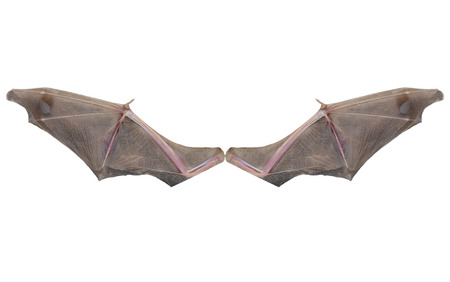 bat wingsの写真素材