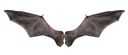 bat wingsの写真素材