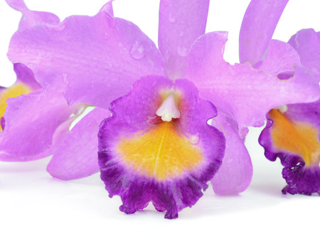 violet orchid isolated on white backgroundの写真素材