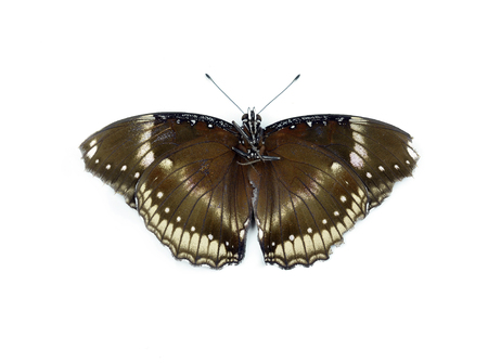 Butterfly isolated on whiteの写真素材