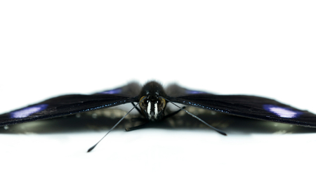 Black Butterfly isolated on whiteの写真素材
