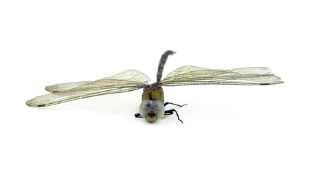 dead dragonflyの写真素材