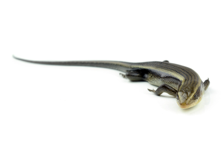 Squamataの写真素材