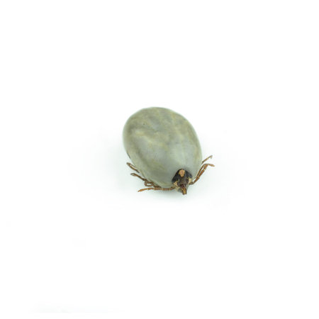 female tick on a white background