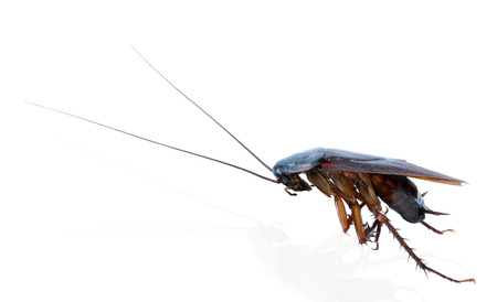  Cockroachの写真素材