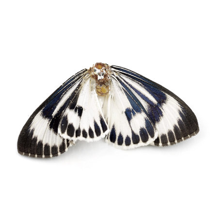dead butterflies