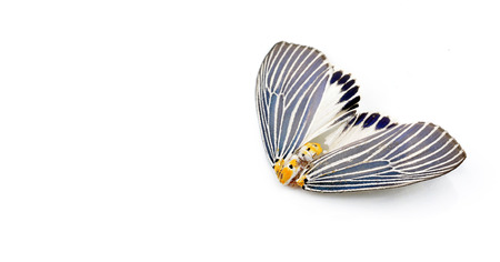 dead butterfliesの写真素材