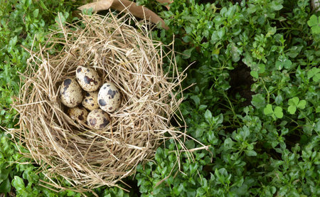 bird's nestの写真素材