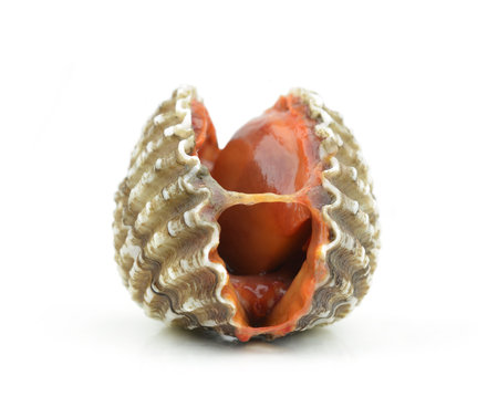 Blood cockle isolated on white backgroundの写真素材