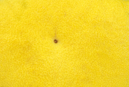 lemonの写真素材