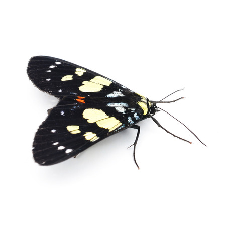  Butterfly Isolated on White の写真素材