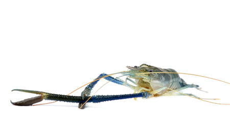 shrimp isolated on white background