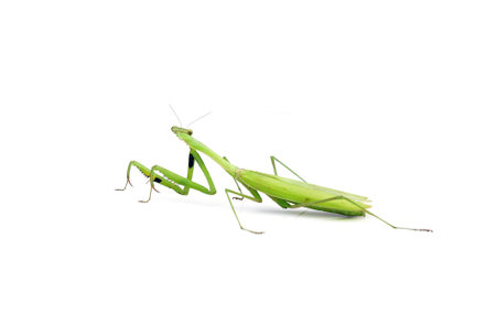 Female European Mantis or Praying Mantis, Mantis religiosa, in front of white background