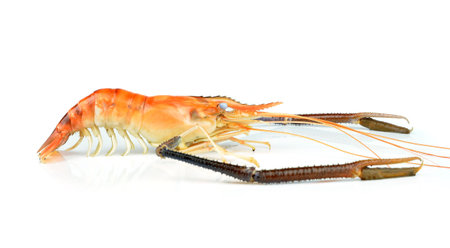 Prawn Isolated on white backgroundの写真素材