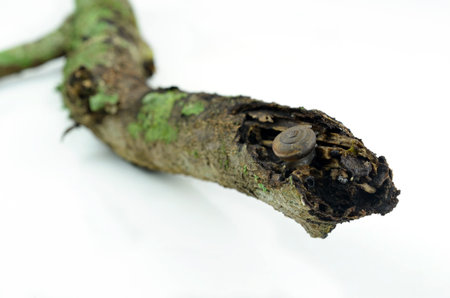 Snail on a branch isolated on white background.の写真素材