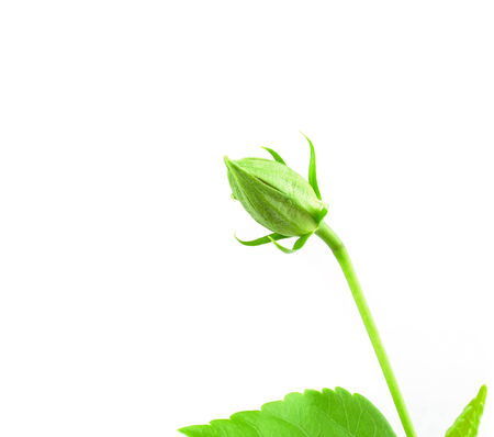 Chinese rose on white backgroundの写真素材