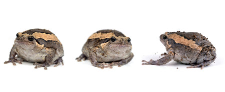 Frog on White