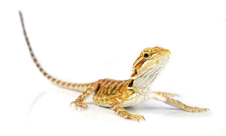 Bearded Dragonの写真素材
