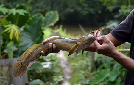 fish Great snakeheadの写真素材