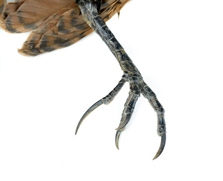 bird clawsの写真素材
