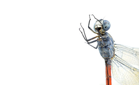 Dragonfly isolated on white backgroundの写真素材
