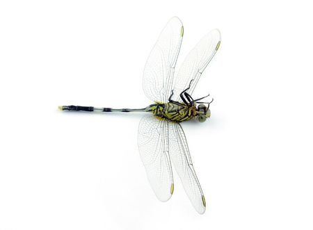 Dragonfly isolated on white backgroundの写真素材