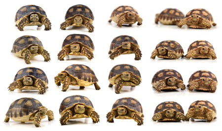 collection animal turtle isolated on white backgroundの写真素材