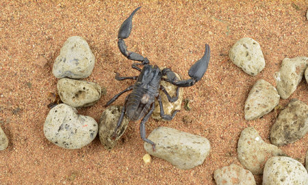 Scorpion fighting position