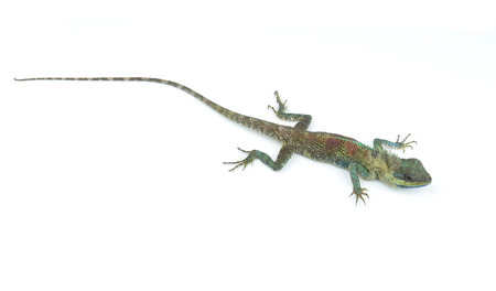 Blue Lizard with big eyes in closed up details, like small reptile with nice details on its painted bodyの写真素材