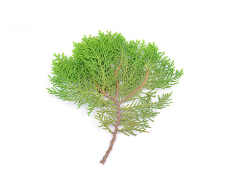 Leaves of pine tree or Oriental Arborvitae , Scientific Name:Thuja Orientalis , on white background