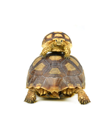 turtle on white backgroundの写真素材