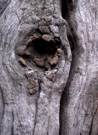 Old wood