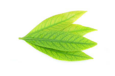 Leaves isolated on white background