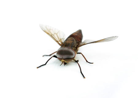 fly on a white backgroundの写真素材