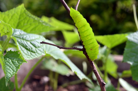 Green wormの写真素材